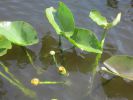 PICTURES/Everglades Air-Boat Ride/t_IMG_9009.JPG